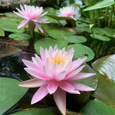 tarbin garden lotus